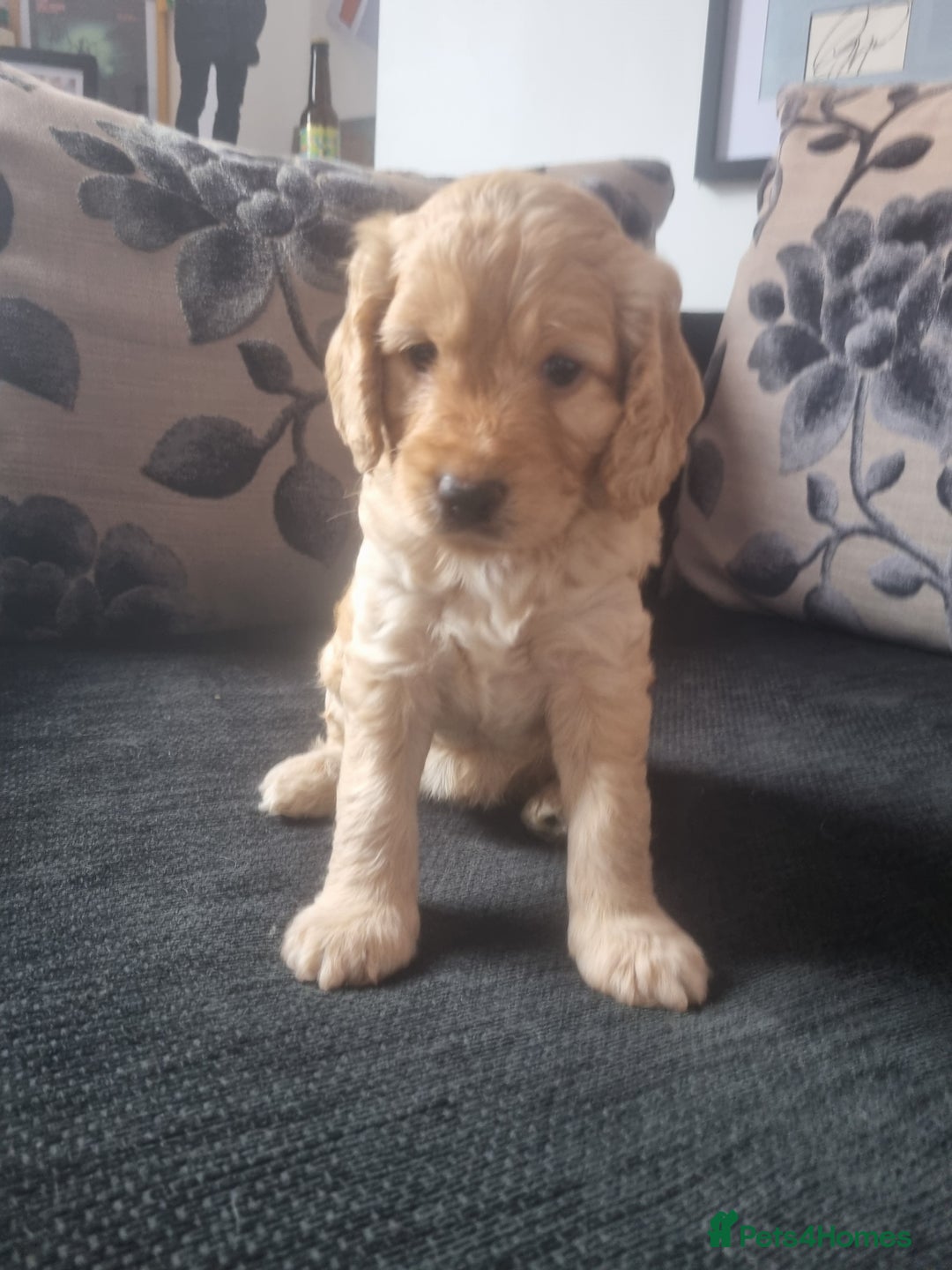 Cockapoo dogs for sale: Beautiful F2B Cockapoo puppies - Image 9