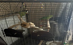 Parrots birds for sale: 2 Indian ringnecks and cage  - Image 1