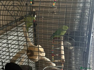 Parrots birds - Advert 1