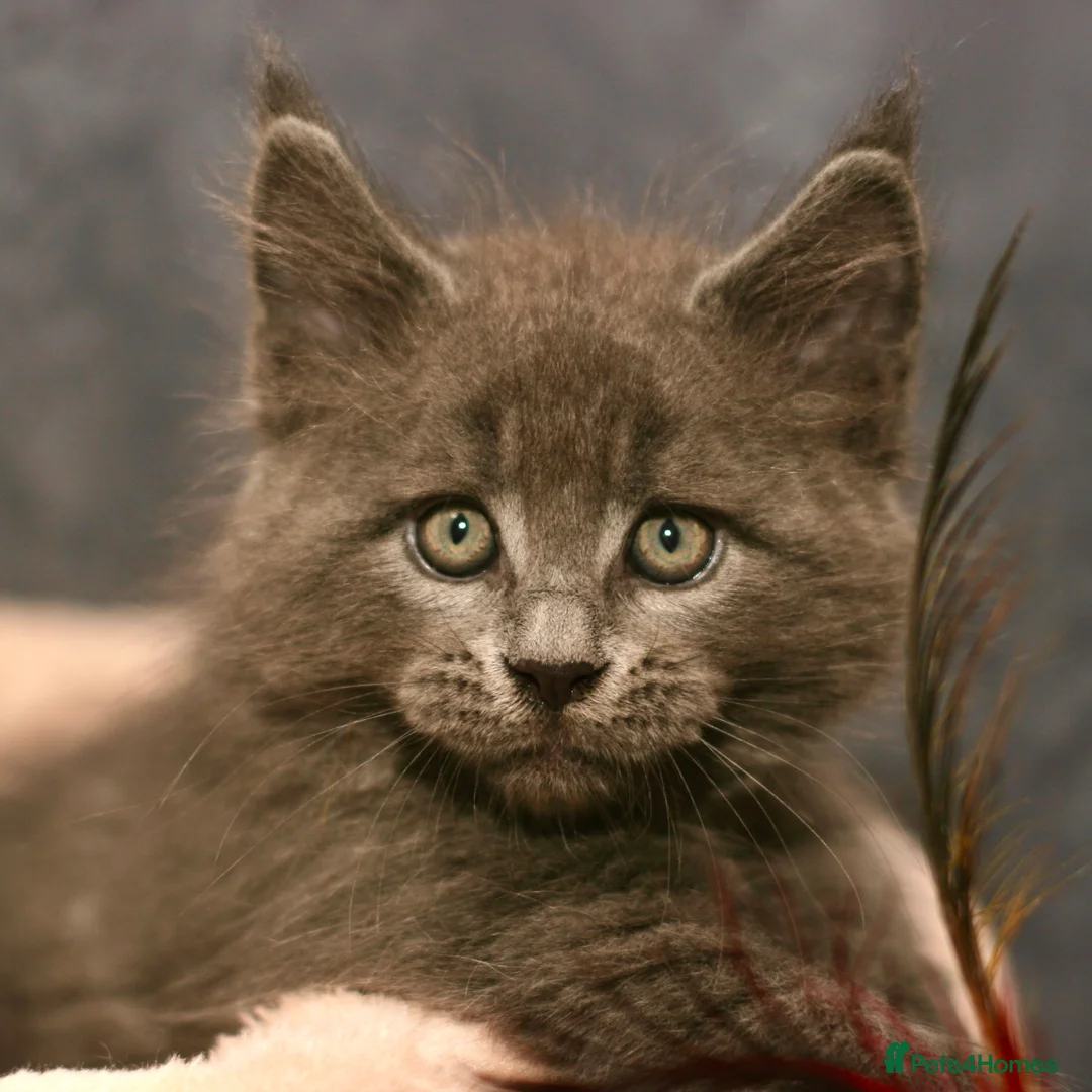 Maine Coon cats for sale: Mainecoon kittens TICA REGISTERED stunning - Advert 3