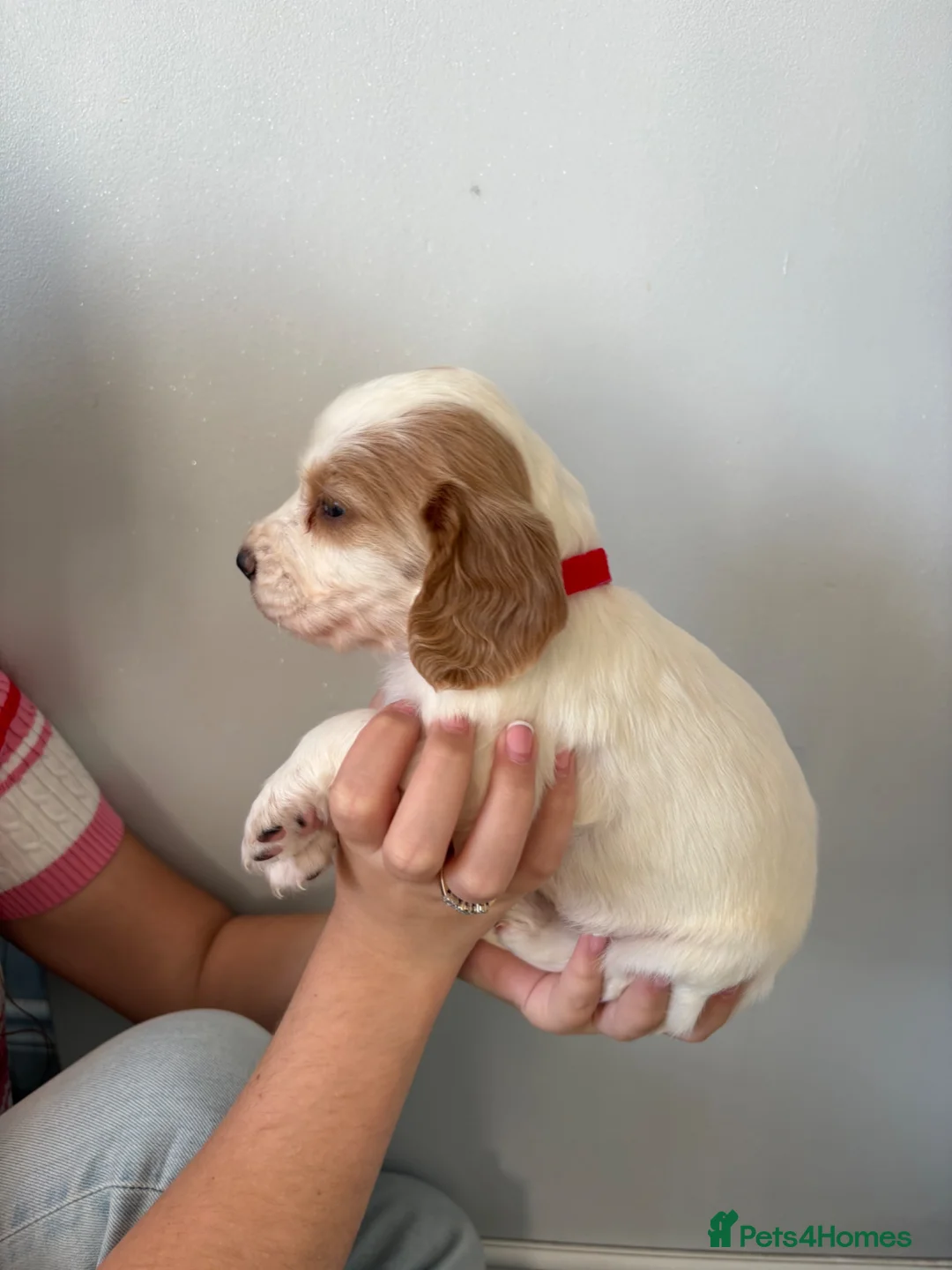 Cocker Spaniel dogs for sale: Beautiful Cocker spaniel puppies for sale - Advert 2
