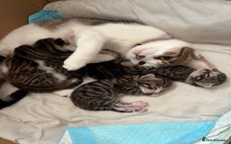 Mixed Breed cats for sale: 6 kittens not ready till 14th August  - Image 35