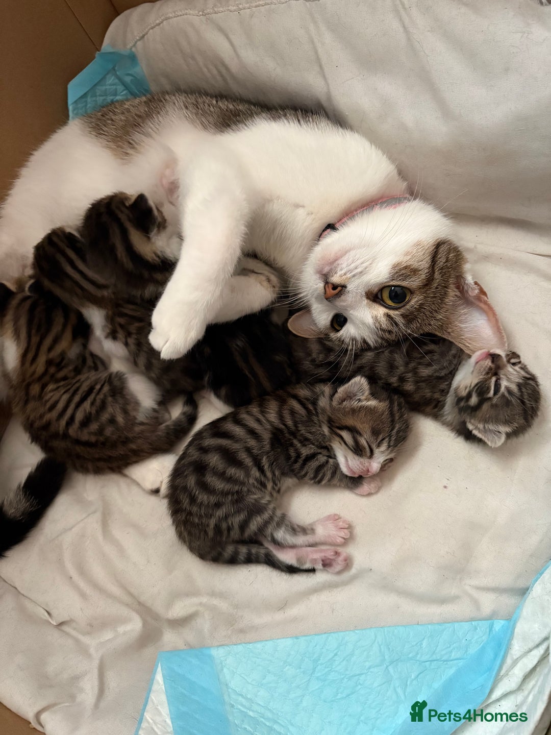 Mixed Breed cats for sale: 6 kittens not ready till 14th August  - Image 35