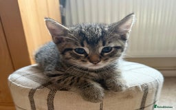 Bengal cats for sale: Kittens for sale- Ready soon 🐾 🩷💙 - Image 10