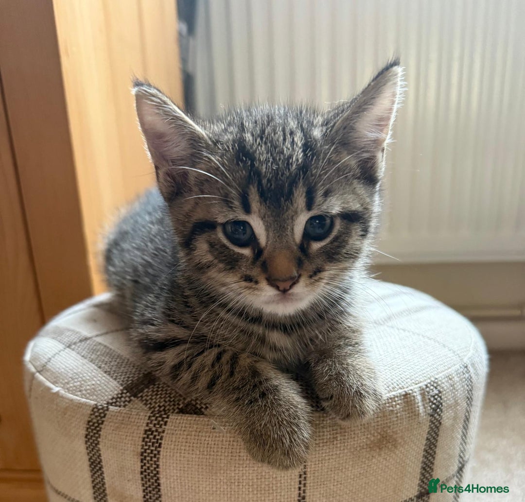 Bengal cats for sale: Kittens for sale- Ready soon 🐾 🩷💙 - Image 10