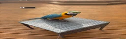 Macaws birds for sale: Parrot in Alloa - Advert 1