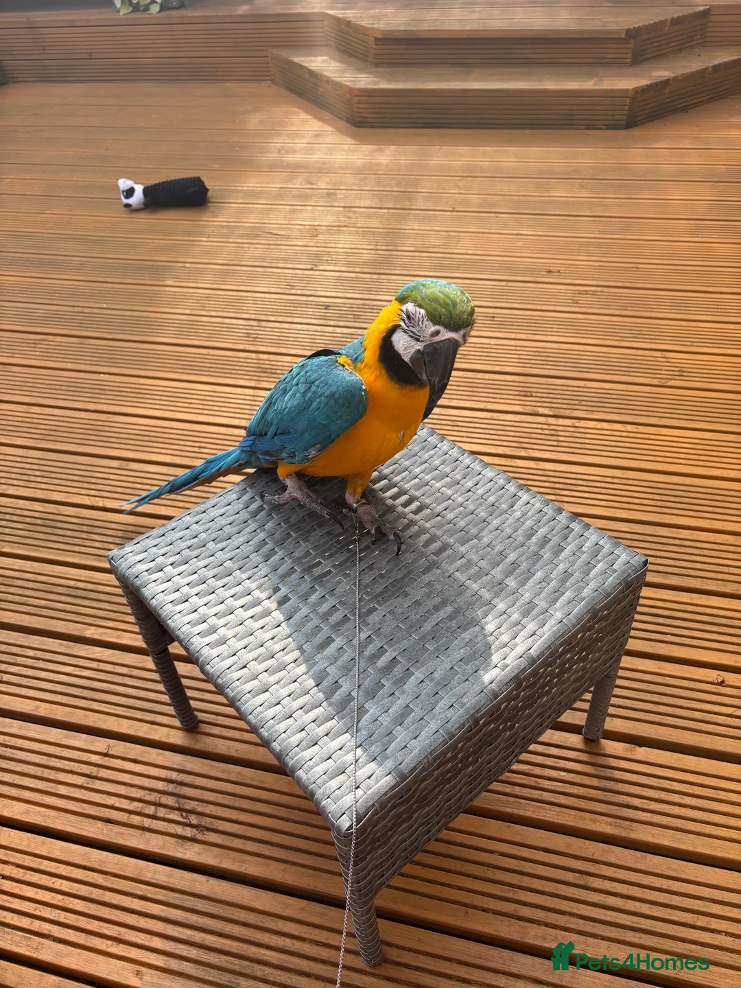 Macaws birds for sale: Parrot in Alloa - Advert 1
