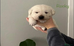 Labrador Retriever dogs for sale: Cream Labrador Retrievers !!! - Image 2