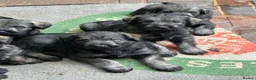Giant Schnauzer dogs for sale: KC reg , Pepper and Salt giant schnauzer puppies. - Advert 6