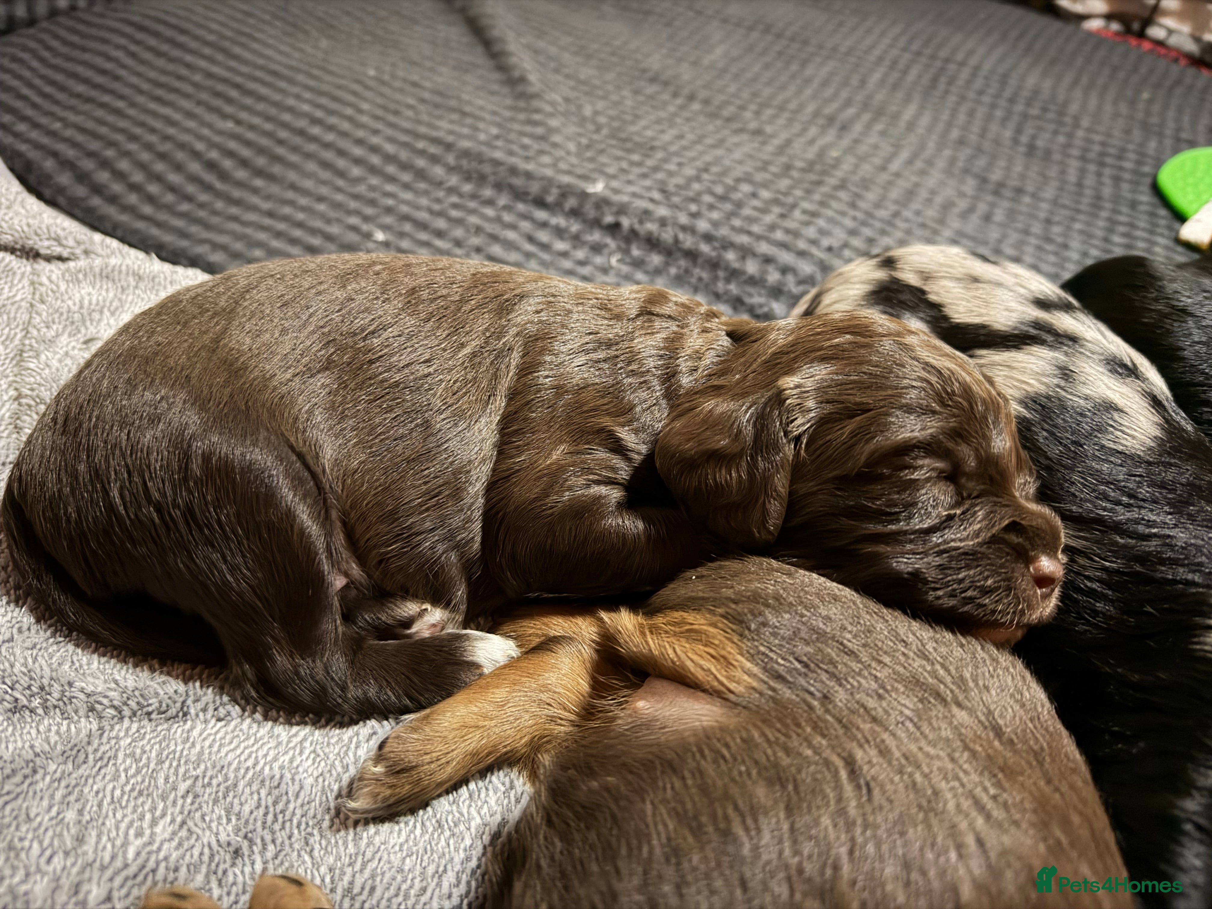 Cavapoo dogs for sale: Beautiful 🧬 health tested Cavapoos  - Advert 2