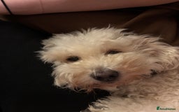 Cockapoo dogs for sale: 8 year old Cockapoo needs home - Advert 2