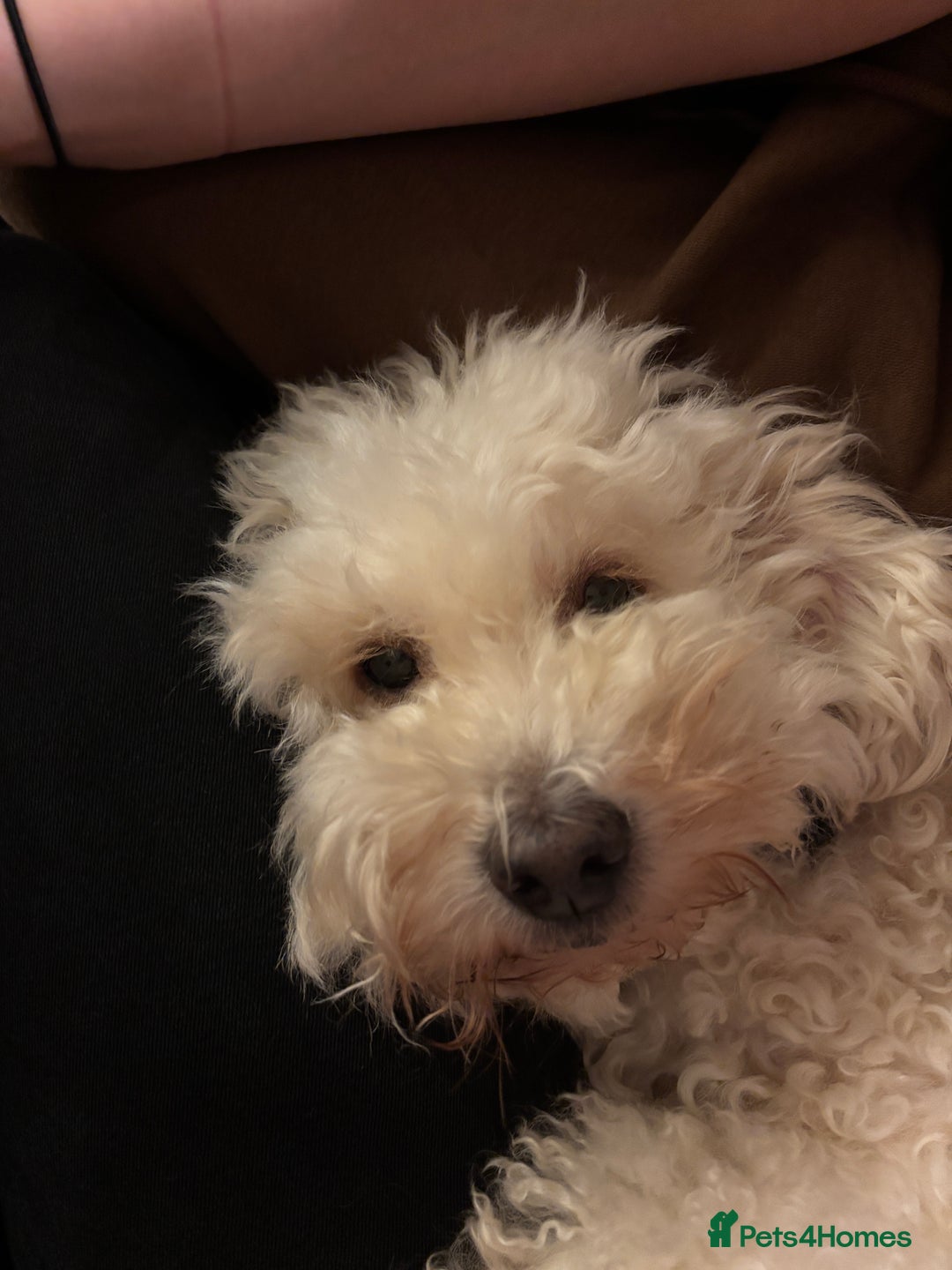 Cockapoo dogs for sale: 8 year old Cockapoo needs home - Advert 2