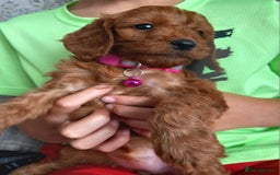 Cockapoo dogs for sale: Red cockapoo puppies - Image 12