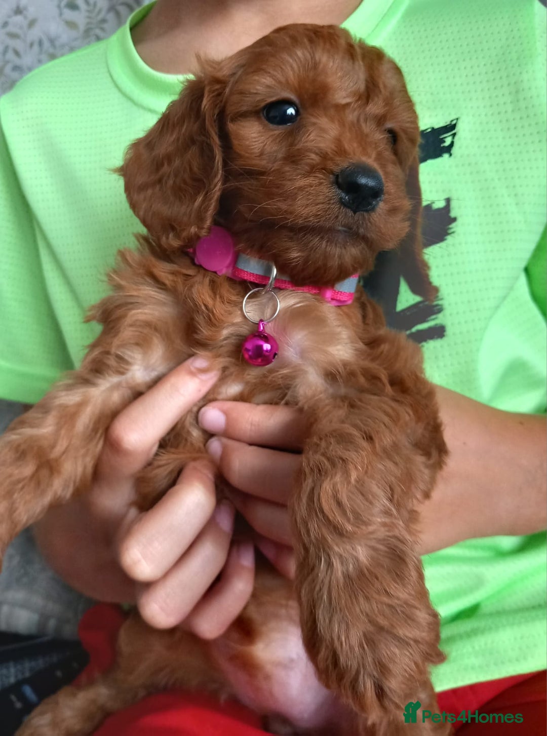 Cockapoo dogs for sale: Red cockapoo puppies - Image 12