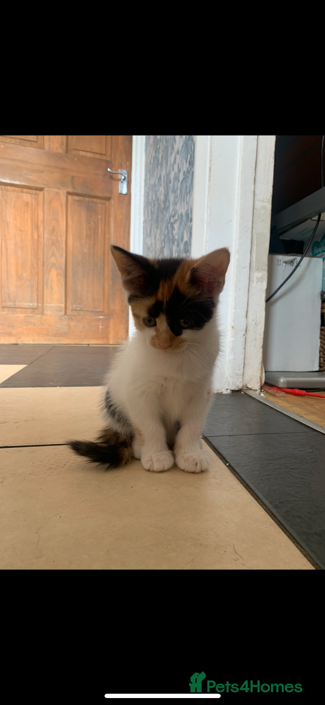 Mixed Breed cats for sale: 5 beautiful kittens ready for their forever home  - Image 8