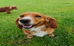 Cocker Spaniel dogs for sale: Gorgeous working cocker spaniel pups - Image 2