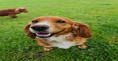 Cocker Spaniel dogs - Advert 4