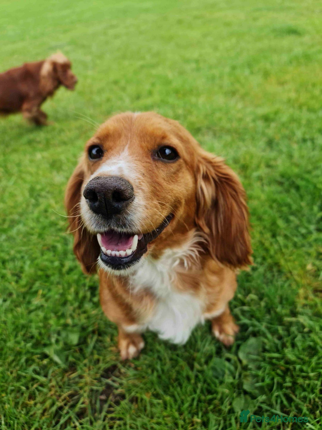 Cocker Spaniel dogs for sale: Gorgeous working cocker spaniel pups - Image 2