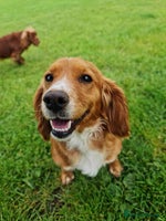 Cocker Spaniel dogs - Advert 9