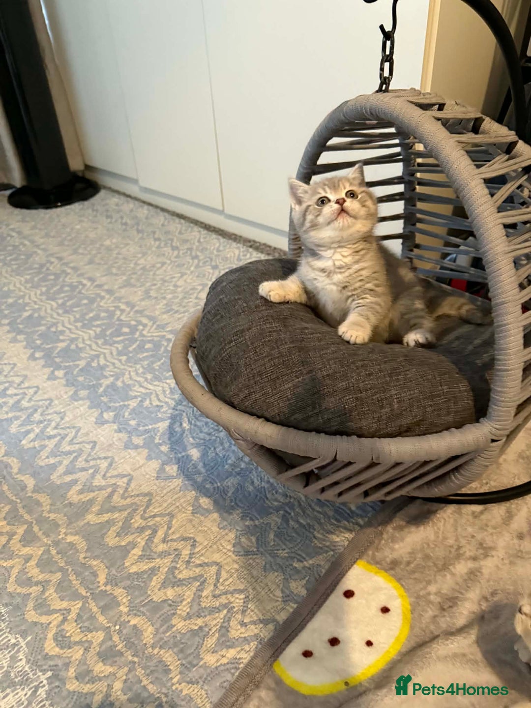 British Shorthair cats for sale: BSH kittens for sale  - Advert 4