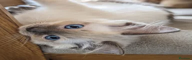 Jr