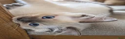 Ragdoll cats for sale: 🩵💖🩵READY FOR MY NEW HOME🥹🩵💖🩵  - Advert 36