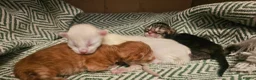 Mixed Breed cats for sale: Maine coon x kittens in Southend-on-Sea - Advert 3