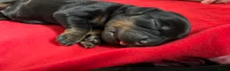 Cocker Spaniel dogs for sale: Stunning litter of 5 Cocker Spaniel puppies! - Advert 5