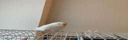 Budgerigars birds for sale: Budgies for sale !!!! £70 *read description * - Advert 1