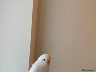 Budgerigars birds Budgies for sale !!!! £70-80 *read description * - Advert 1