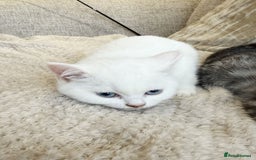 British Shorthair cats for sale: MOST BEAUTIFUL RARE COMOUR BSH KITTEN  - Image 3