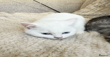 British Shorthair cats - Advert 15
