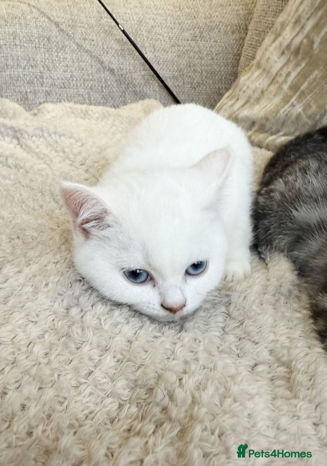 British Shorthair cats for sale: MOST BEAUTIFUL RARE COMOUR BSH KITTEN  - Image 3