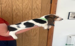 Basset Hound dogs for sale: Wonderful basset hound puppies available  - Image 5