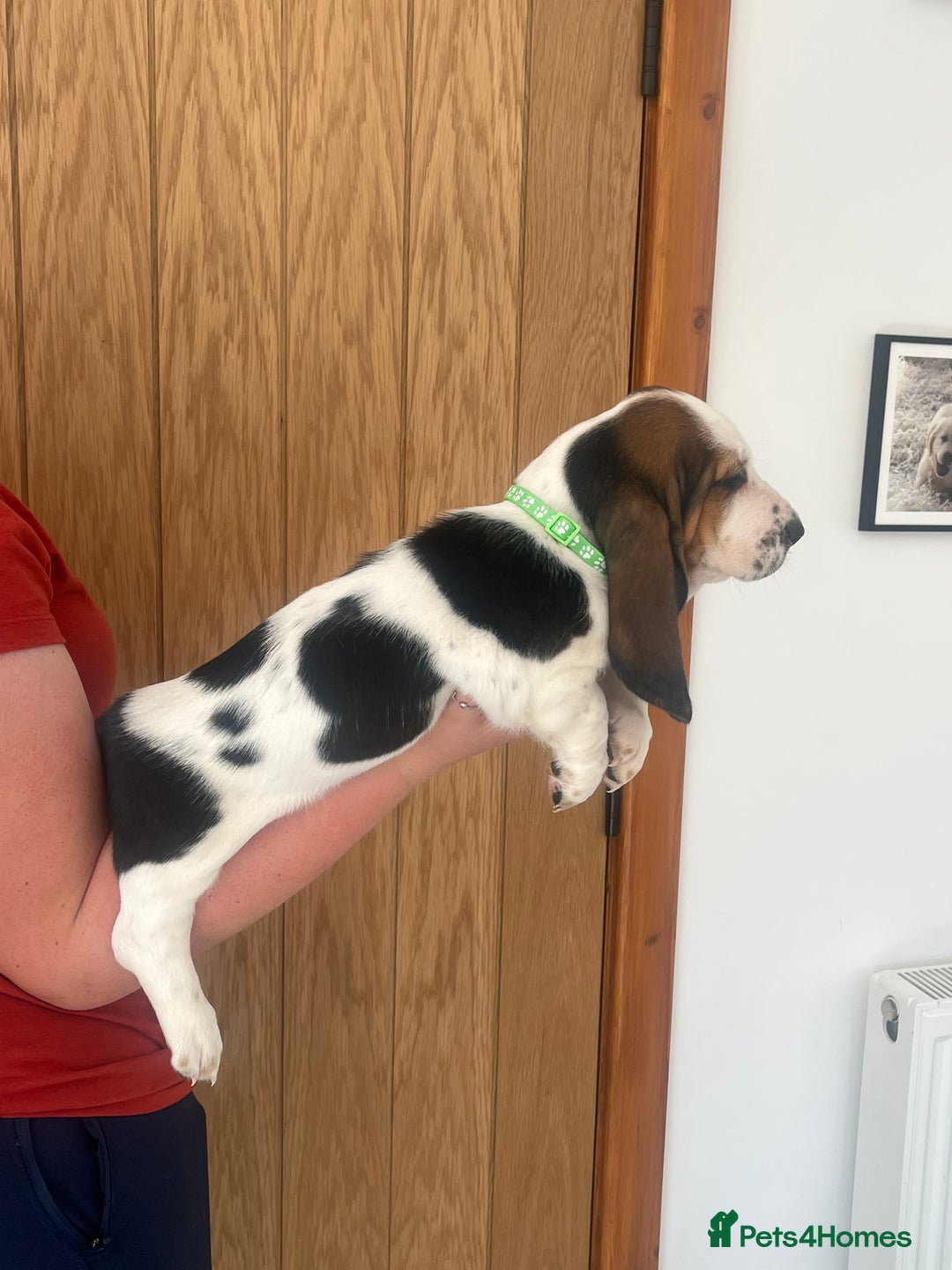 Basset Hound dogs for sale: Wonderful basset hound puppies available  - Image 5