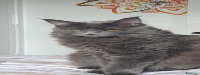 Neytiri 