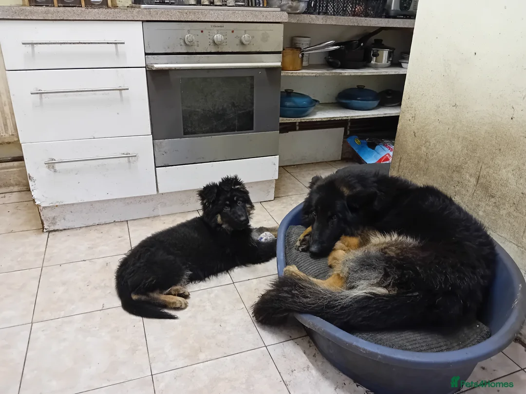 German Shepherd dogs for sale: Black and Tan boy - Advert 6