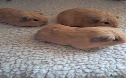 Guinea Pig rodents for sale: BEAUTIFUL PURE BABY CALIFORNIAN - Image 2