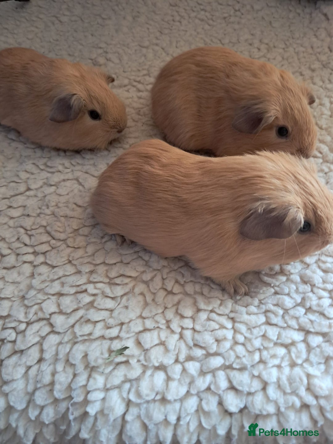 Guinea Pig rodents for sale: BEAUTIFUL PURE BABY CALIFORNIAN - Image 2