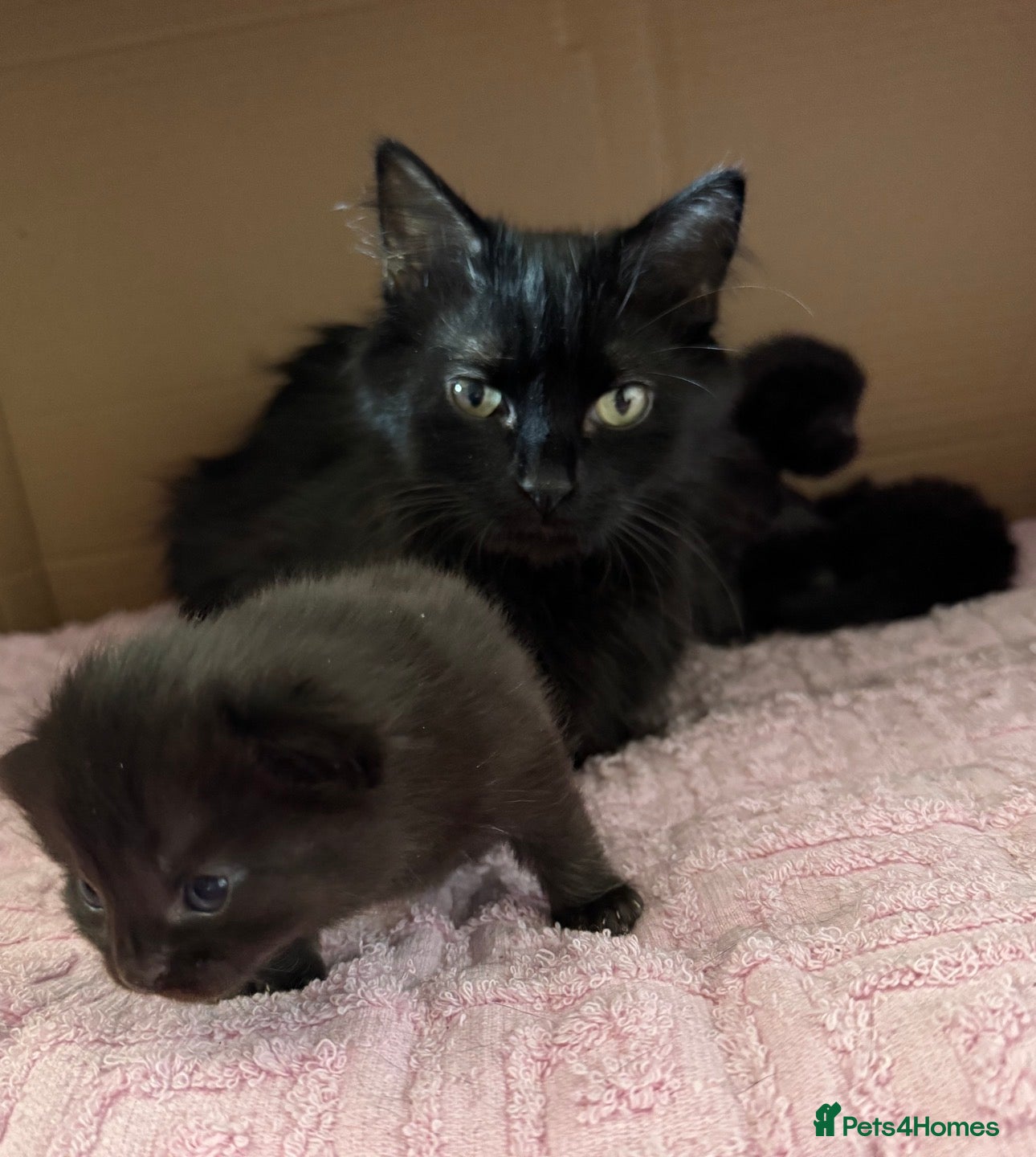 Mixed Breed cats for sale: 🐾 Four gorgeous fluffy black kittens 🐾 - Advert 2