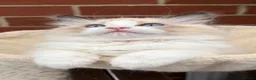 Ragdoll cats for sale: Stunning GCCF reg kittens available to 5* homes.  - Advert 16