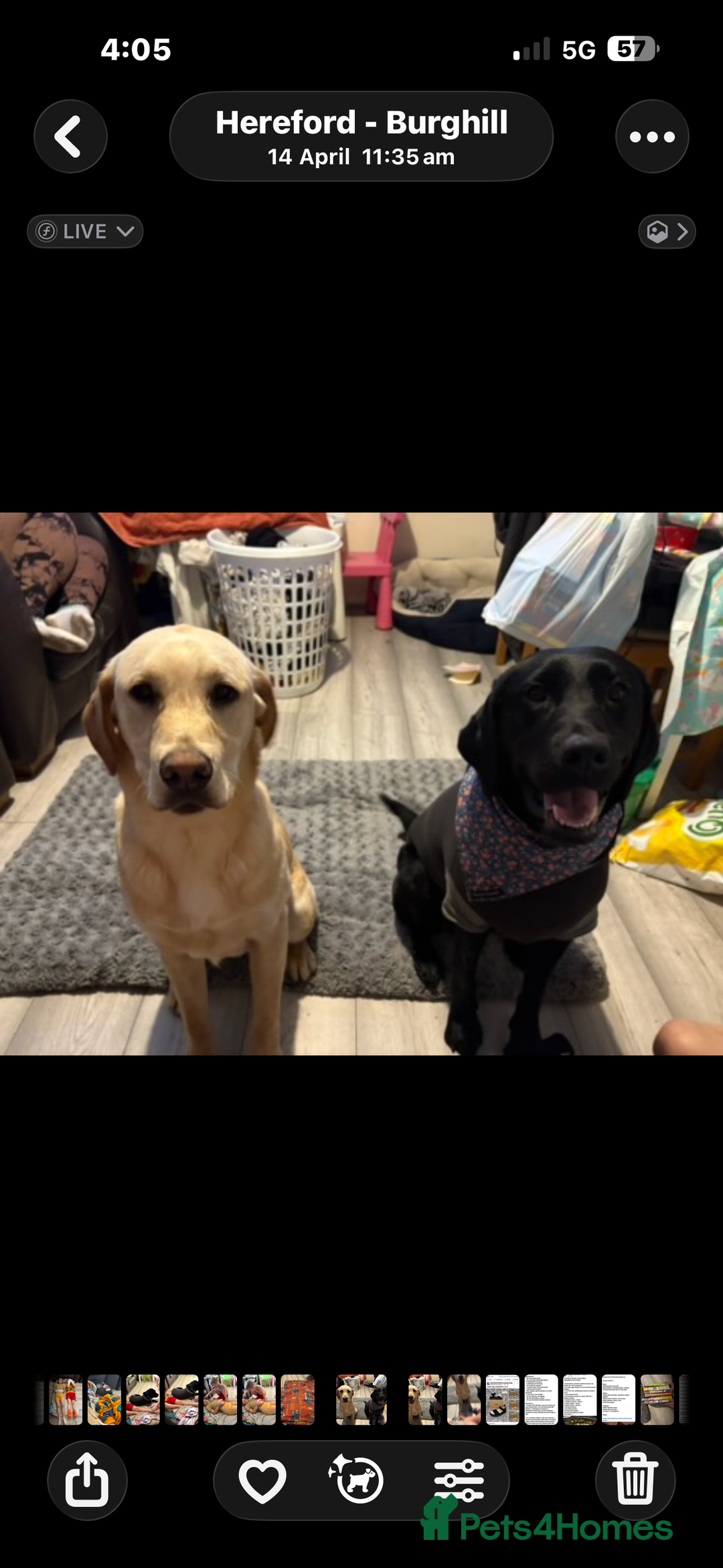 Labrador Retriever dogs for sale: Mum and son need to be rehomed hopefully together - Advert 4