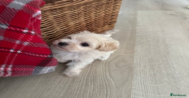 Maltipoo dogs - Advert 11
