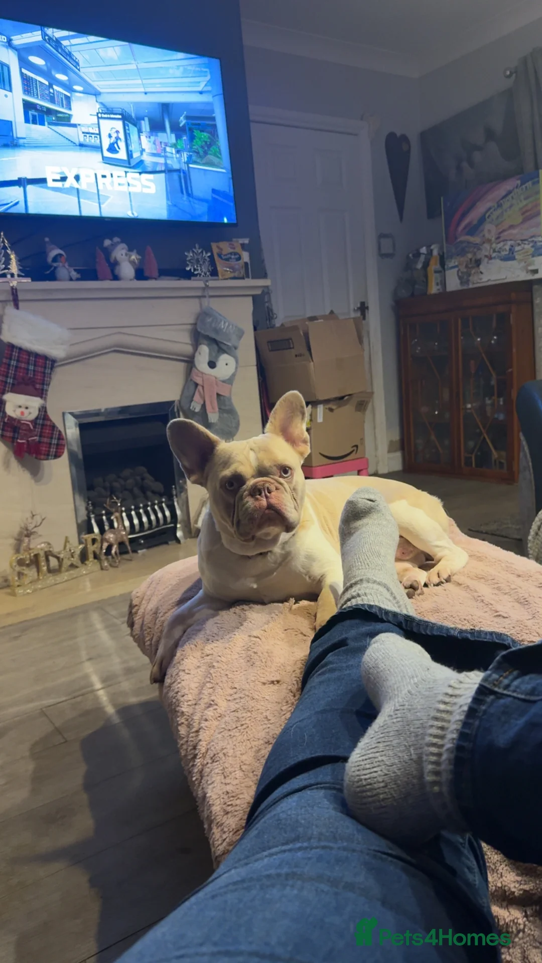 French Bulldog dogs for sale: New Shade Isabella Sable - Advert 3