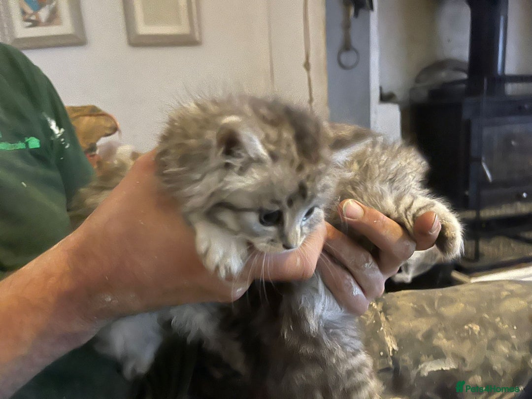 Mixed Breed cats for sale: Beautiful kittens  - Image 15