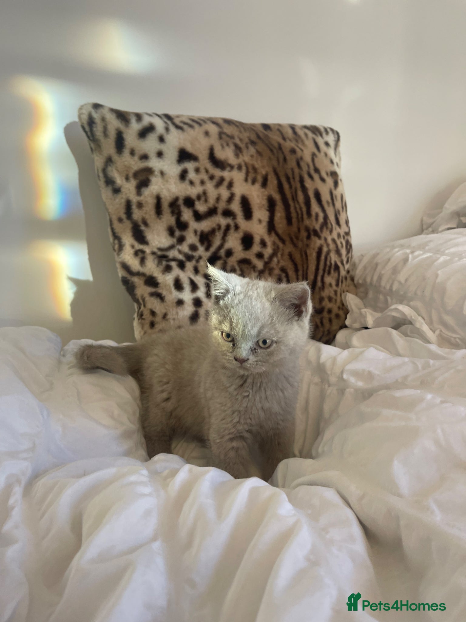 British Shorthair cats Stunning Lilac British Shorthair 💝 - Advert 1