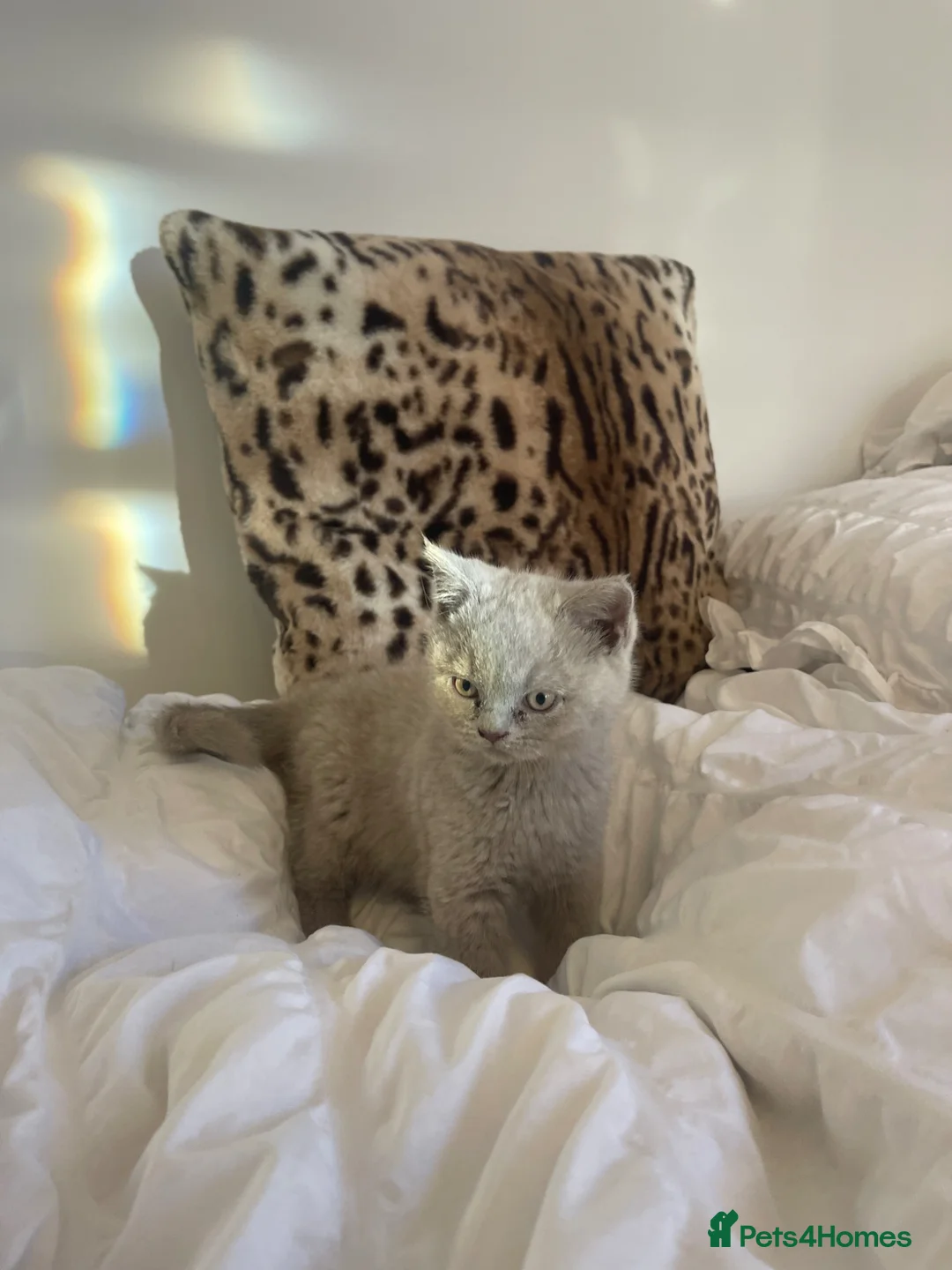British Shorthair cats for sale: Stunning Lilac British Shorthair 💝 - Advert 1