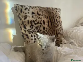 British Shorthair cats Stunning Lilac British Shorthair 💝 - Advert 1