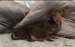 Miniature Dachshund dogs for sale: Kc reg min  Dachshund babies  - Image 5