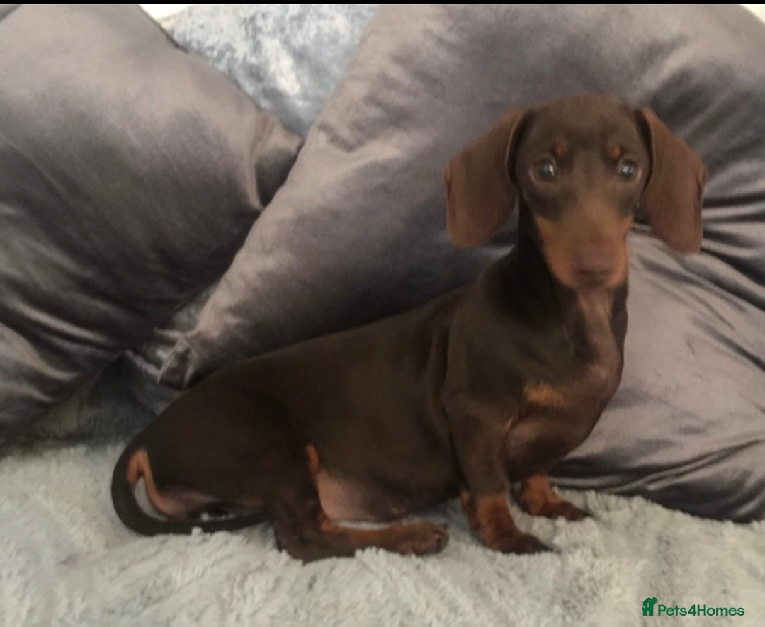 Miniature Dachshund dogs for sale: Kc reg min  Dachshund babies  - Image 5